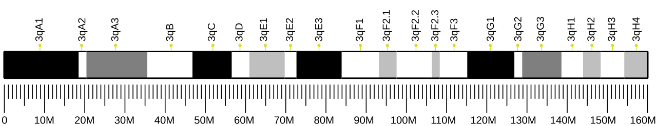 Ideogram of house mouse chromosome 3.svg