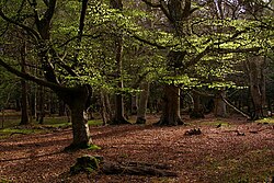 Lowland beech forest in the New Forest, England