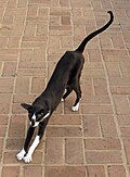 Stretching cat