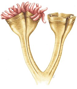 Auroralumina attenboroughii, an Ediacaran predator (c. 560 mya). It was a stem-group cnidarian, catching prey with its nematocysts.[163]