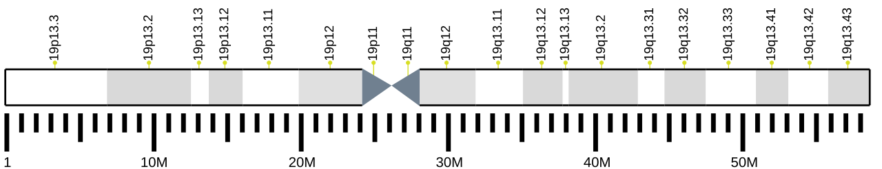 Human chromosome 19 ideogram.svg