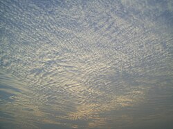 A large field of cirrocumulus clouds in a blue sky, beginning to merge near the upper left.
