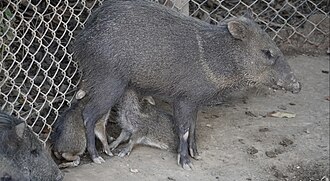 Collared Peccary nursing its young in the Parque de las Leyendas zoo