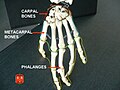 Phalanges