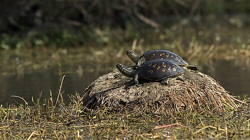 With yellow spots and blotches at Sulthanpur National Park