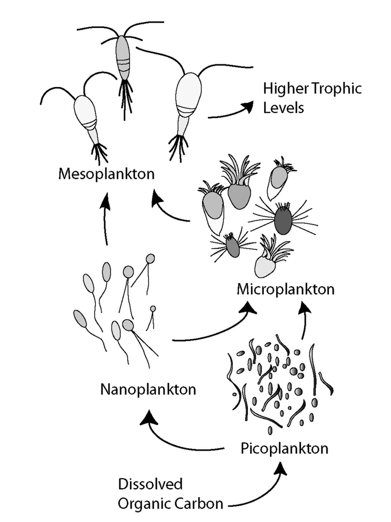 Microbial Loop.jpg