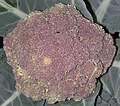 Sicilian purple broccoli