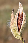 A dry simple fruit: milkweed (Asclepias syriaca); dehiscence of the follicular fruit reveals seeds within