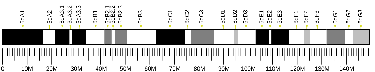Ideogram of house mouse chromosome 6.svg