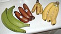 Fruits of four different banana cultivars. (Bananas are berries.)