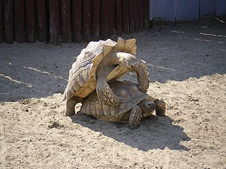 African spurred tortoises mating