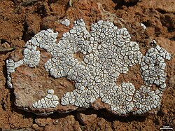 Rust-coloured rock with cracked white crust covering much of it