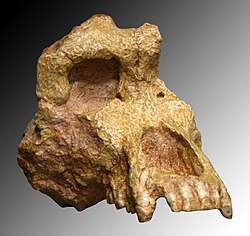 "Ouranopithecus macedoniensis" skull in the French National Museum of Natural History, Paris