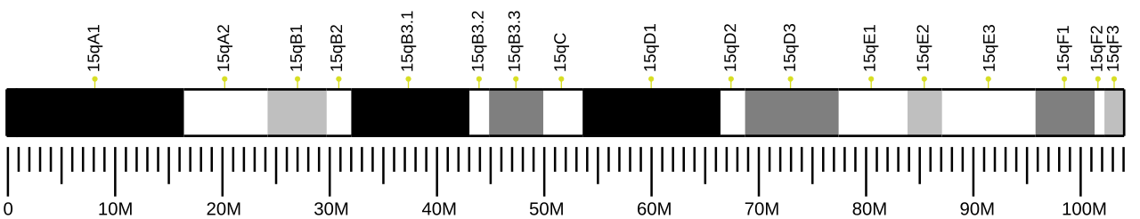 Ideogram of house mouse chromosome 15.svg