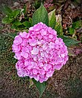 Flower of hydrangea