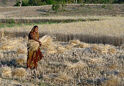 A farmer harvesting wheat