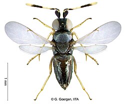 The tiny parasitic wasp Anagyrus lopezi, a highly effective biological control of the cassava mealybug