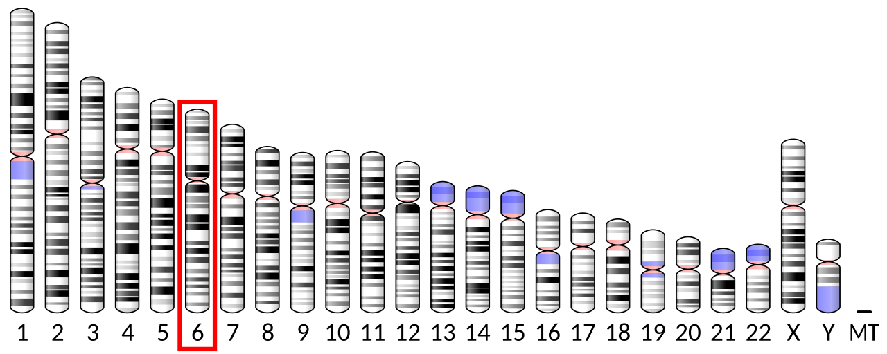 Ideogram human chromosome 6.svg