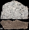Photo and etched section of a sample of fossiliferous limestone from the Kope Formation (Upper Ordovician) near Cincinnati, Ohio, U.S.