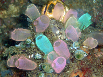 Sea squirts