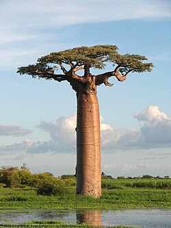 Large tree with very thick trunk