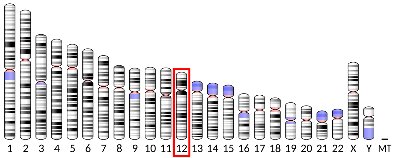 Ideogram human chromosome 12.svg