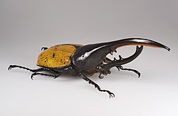 Hercules beetle, Dynastes hercules ecuatorianus, the longest of all beetles