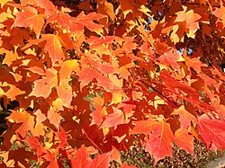 Closeup of autumn foliage