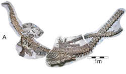 Albertonectes vanderveldei, a plesiosaur which had 132 vertebrae including 76 in the neck