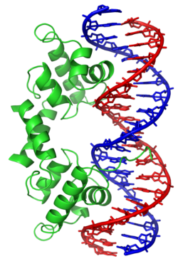 Ribbon diagram of the lambda repressor dimer bound to DNA.
