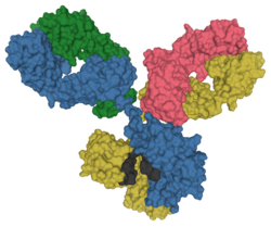 Surface model of an antibody at the molecular level
