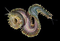 Sandworms eat seaweed and microorganisms and can be over 4 feet (1.2 m) long