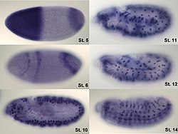 Visualization of hunchback mRNA in Drosophila embryo.