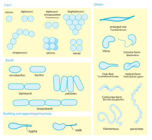 Chart displaying varieties of bacterial morphology: Cocci (coccus, diplococci, encapsulated diplococci, staphylococci, streptococci, sarcina, tetrad); Bacilli (bacillus, coccobacillus, diplobacilli, palisades, streptobacilli); Budding and appendages (hyphae, stalk); Others (enlarged rod, vibrio, comma form, club rod, helical form, corkscrew form, filamentous, spirochete)