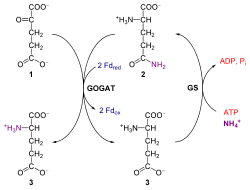 Glutamine oxoglutarate aminotransferase and glutamine synthetase