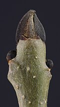 Dormant buds of ash, Fraxinus excelsior
