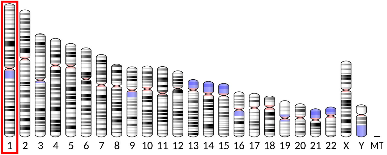 Ideogram human chromosome 1.svg