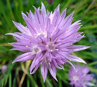 Fully open flower
